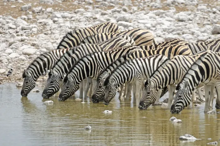 Framed Print : Namibia. Zebra (Equus burchelli) at Okaukuejo waterhole Framed Print : Namibia. Zebra (Equus burchelli) at Okaukuejo waterhole
