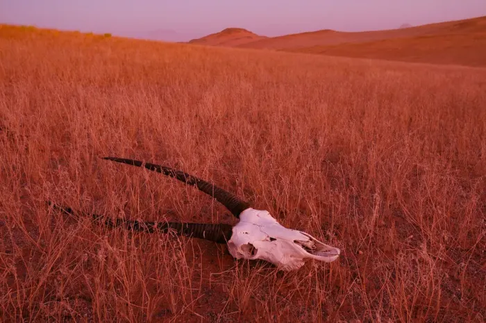 Framed Print : Namibia. Oryx skeleton, Serra Cafema Wilderness Safaris at Kunene River