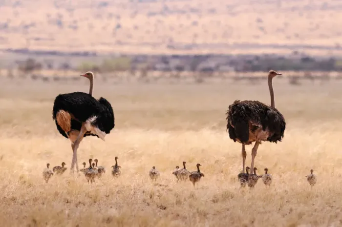 Framed Print : Namibia. Ostrich (Struthio camelus), Bird, Wolwedans Lodge