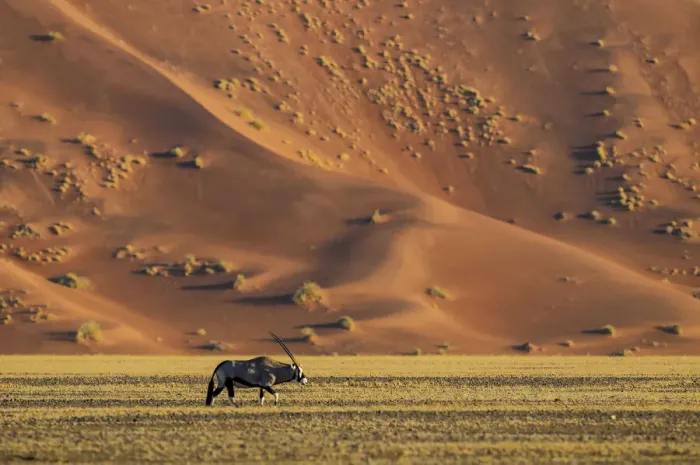 Framed Print : Namibia. Gemsbok (Oryx gazella), Sand Dunes, Sossusvlei area