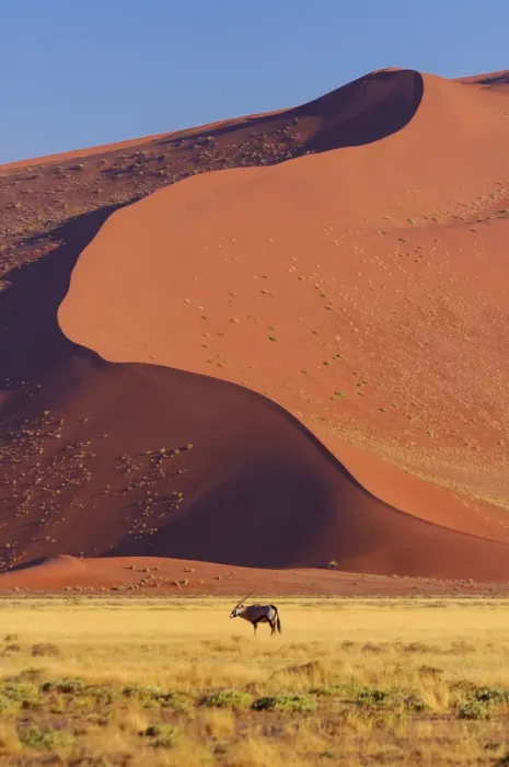 Framed Print : Namibia. Gemsbok (Oryx gazella), Sand Dunes, Sossusvlei area
