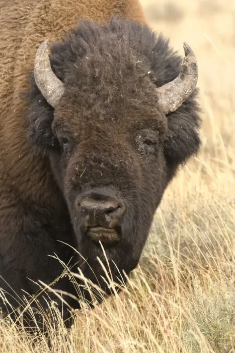 Framed Print : Bison. North America, American, USA, Rocky Mountains