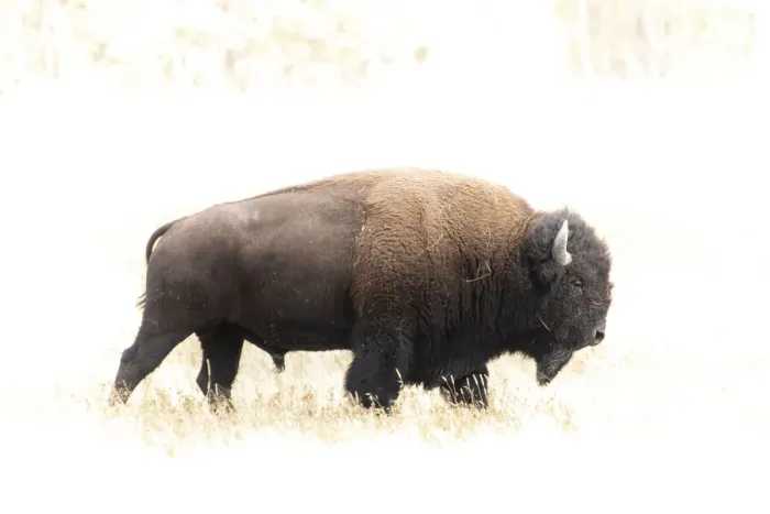 Framed Print : Bison. North America, American, USA, Rocky Mountains Framed Print : Bison. North America, American, USA, Rocky Mountains