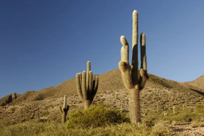 Framed Print : Parque Nacional Los Cardones