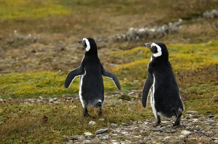 Framed Print : Penguin. South America; Chile; Patagonia; Magallanes Framed Print : Penguin. South America; Chile; Patagonia; Magallanes