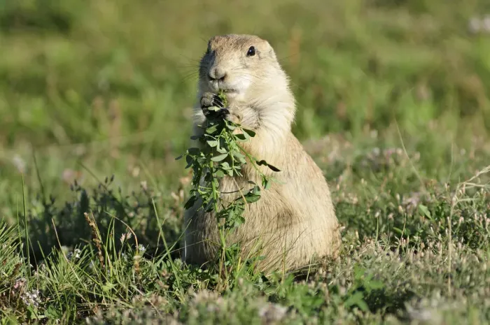 Framed Print : Prairie Dog