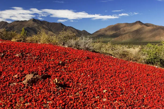 Framed Print : Red Chile. South America, Argentina, argentinian