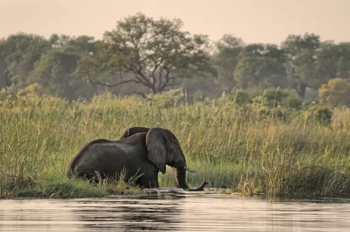 Framed Print : Safari. Elephant (Loxodonta africana) in Kwando River