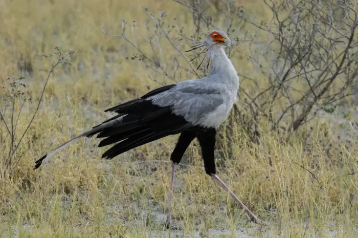 Framed Print : Secretarybird (Sagittarius serpentarius), Onguma Safari Camp Framed Print : Secretarybird (Sagittarius serpentarius), Onguma Safari Camp