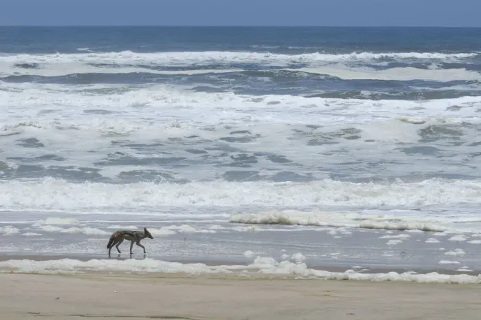 Framed Print : Skeleton Coast