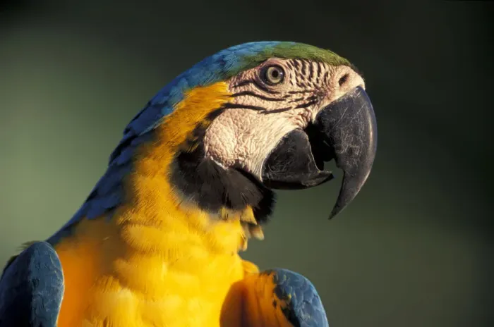 Framed Print : Macaw. South America, Amazonia, Amazonas, Brazil, Rio Negro, Manaus, Blue