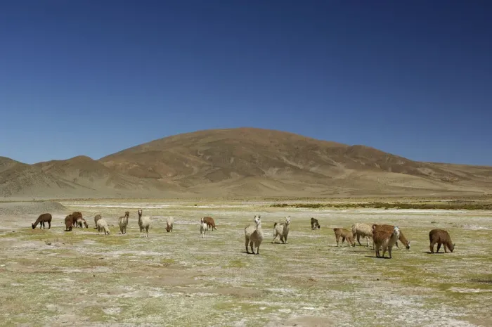 Framed Print : Llama. South America, Argentina, Jujui, Andes, Altiplano, Salar de Jama, llama