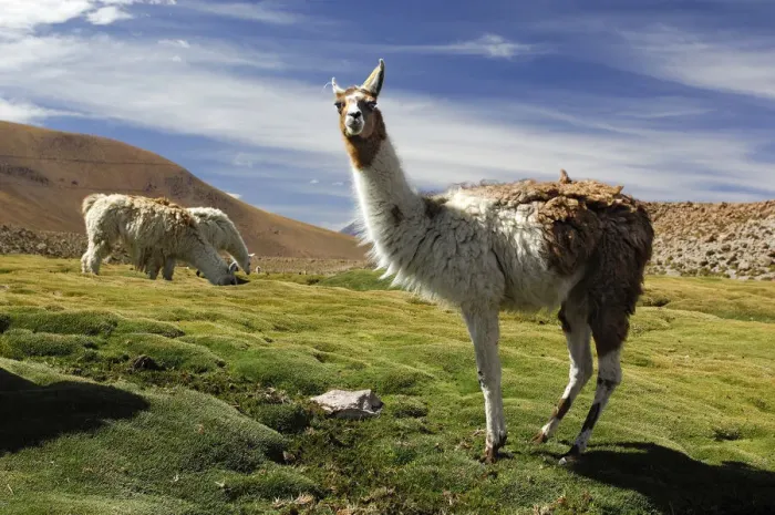 Framed Print : Chile. South America, Chile, Altiplano, Autofagasta Framed Print : Chile. South America, Chile, Altiplano, Autofagasta
