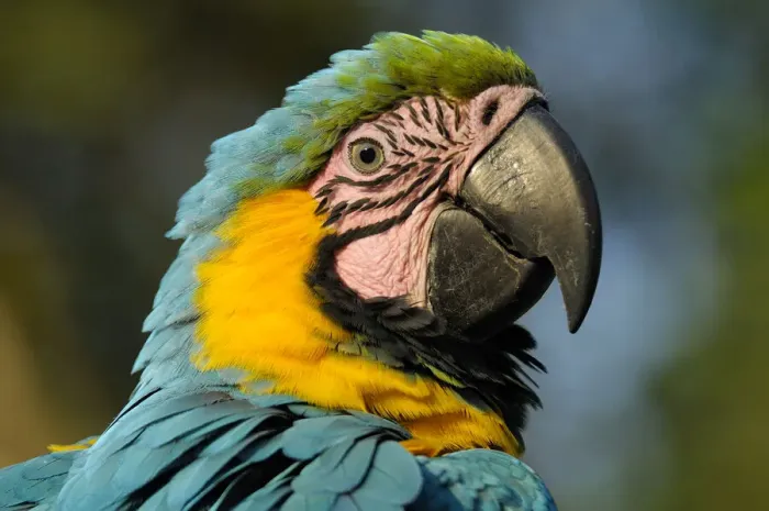 Framed Print : Macaw. South America, Colombia, , Department Huila, San Agustin, Blue and Yellow Macaw Framed Print : Macaw. South America, Colombia, , Department Huila, San Agustin, Blue and Yellow Macaw