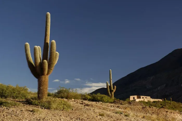 Framed Print : Casa. South America, Norte, Argentina, Salta, Parque Nacional, Los Cardones, cactus