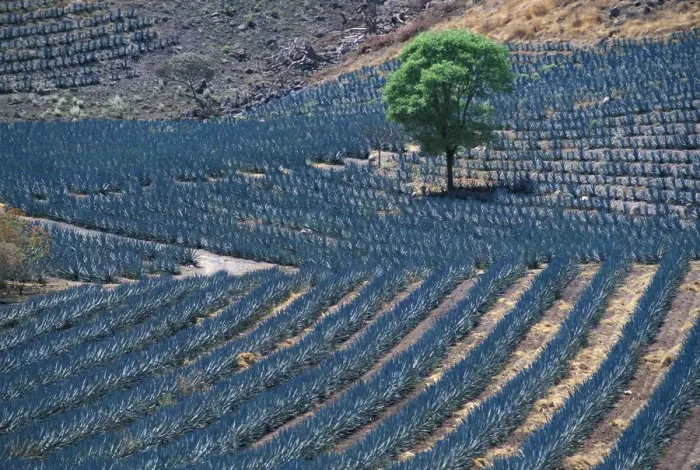 Framed Print : Tequila. Mexico; Jaliscio; Tequila, Mexican, Agave field