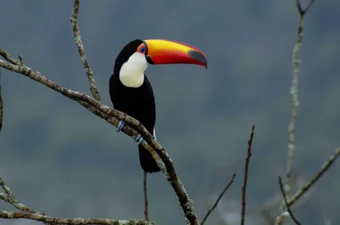 Framed Print : Tucano. South America, Argentina, Argentinien