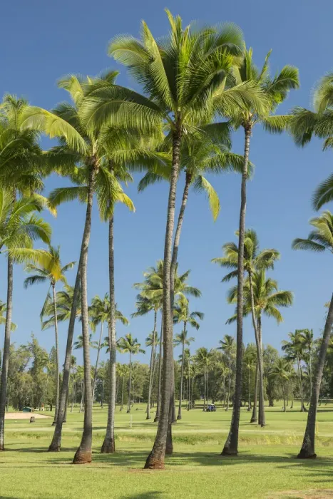 Framed Print : Kauai. USA, Hawaii, Kauai, Wailua County Golf Course