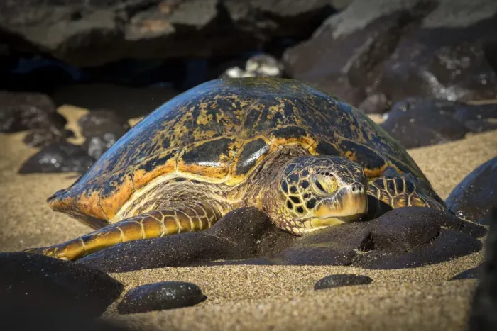 Framed Print : Maui. USA, Hawaii, Maui, Green Sea Turtle