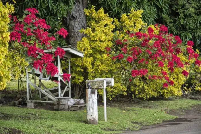 Framed Print : Maui. USA, Hawaii, Maui, Hana