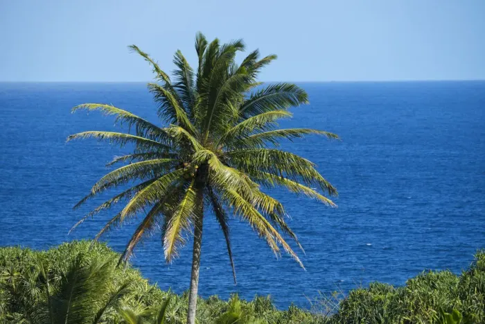 Framed Print : Maui. USA, Hawaii, Maui, Hana, Palm