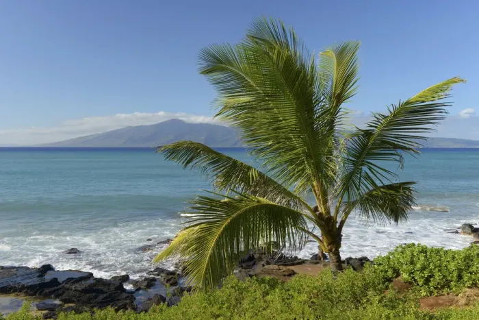 Framed Print : Maui. USA, Hawaii, Maui, Kaanapali, Beach and Palm
