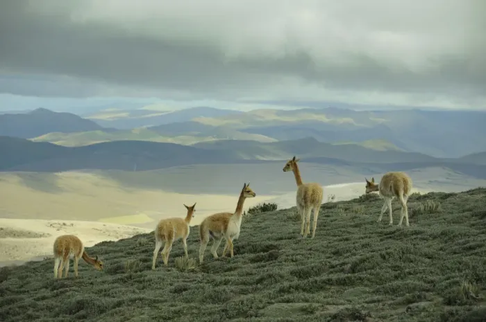 Framed Print : Vicuna. Ecuador, Andes, Chimborazo Volcano; Vicunas