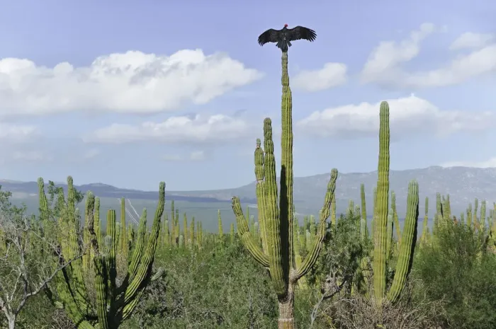 Framed Print : Baja. Vultures on Cardon cactus (Pachycereus pringlei)