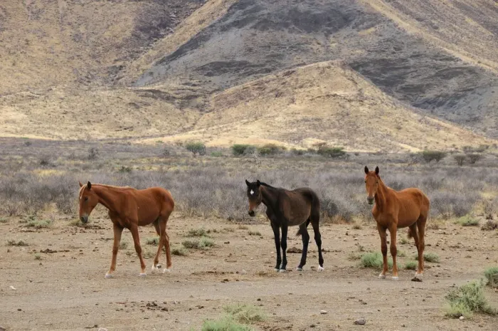 Framed Print : Wild Horses Framed Print : Wild Horses