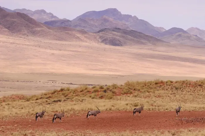 Framed Print : Wolwedans. Gemsbok (Oryx gazella), Dunes Lodge