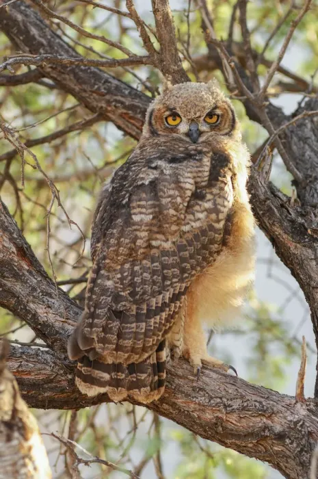 Framed Print : Wolwedans. Spotted Eagle Owl (Bubo africanus)