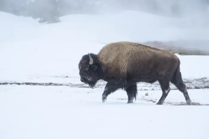 Framed Print : Wyoming Bison