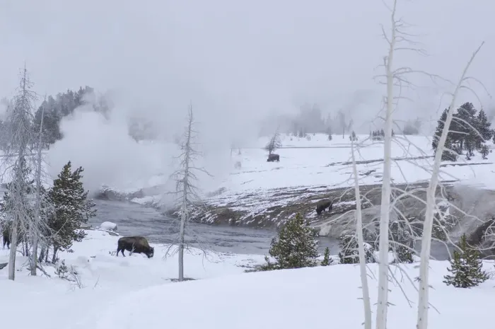 Framed Print : Yellowstone