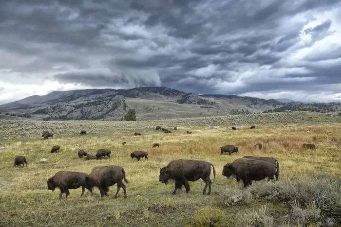 Framed Print : Yellowstone National Park