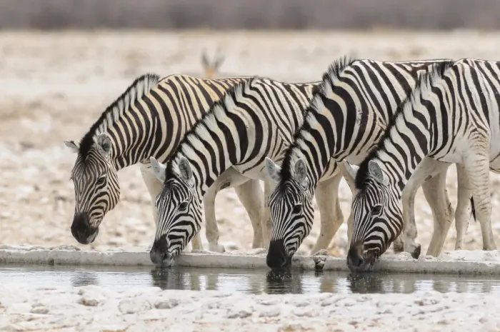 Framed Print : Zebra (Equus burchelli), Etosha National Park, Kunene Region, Namibia