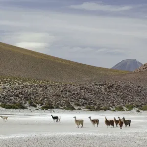 Altiplano