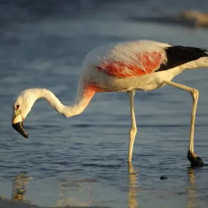 Altiplano Flamingo