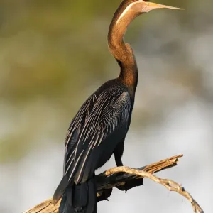 Anhinga