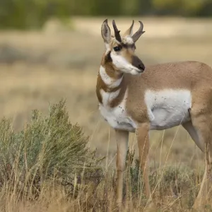Antelope Antelope