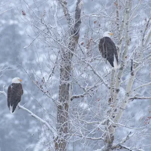 Bald Eagle Bald Eagle