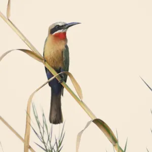 Bee-eater