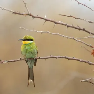 Birding