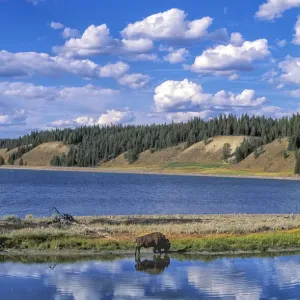 Bison at Yellowstone Lake Bison at Yellowstone Lake