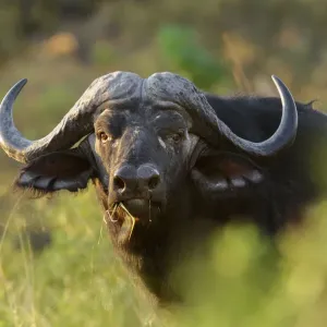 Buffalo