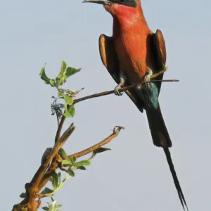 Carmine Bee-eater