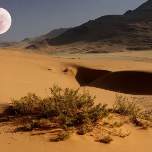 Desert