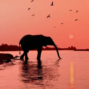 Chobe