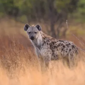 Hyena