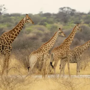 Giraffe