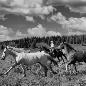 Horses Horses
